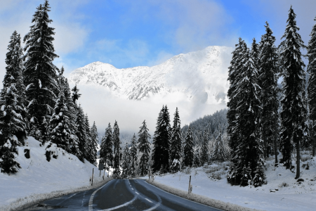 Snow-covered mountain road surrounded by tall pine trees and bright blue sky, showcasing the beauty of winter tourism and scenic travel destinations.